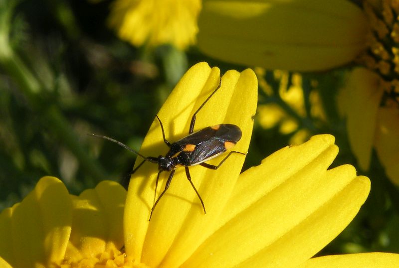 Capsodes flavomarginatus. (Miridae)